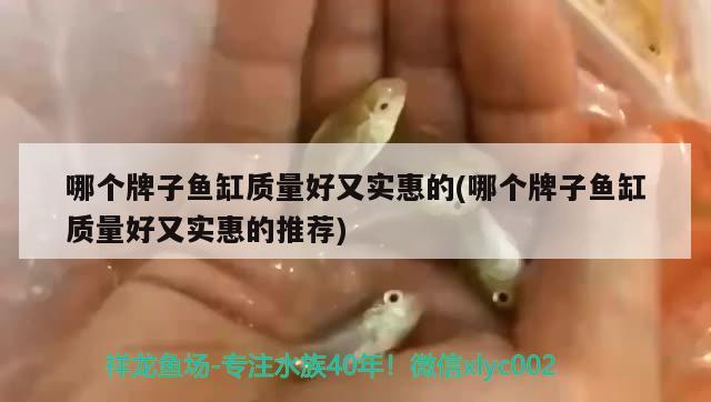 哪個(gè)牌子魚缸質(zhì)量好又實(shí)惠的(哪個(gè)牌子魚缸質(zhì)量好又實(shí)惠的推薦)