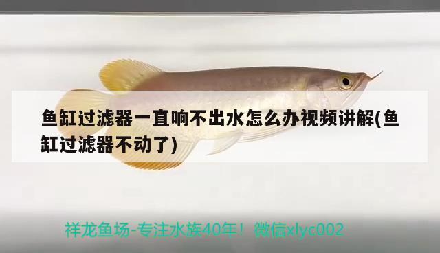 魚缸過(guò)濾器一直響不出水怎么辦視頻講解(魚缸過(guò)濾器不動(dòng)了) 觀賞魚百科 第2張