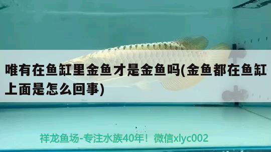 唯有在魚缸里金魚才是金魚嗎(金魚都在魚缸上面是怎么回事)