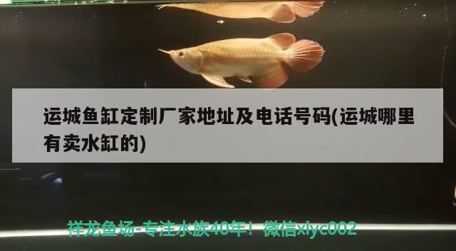 運(yùn)城魚缸定制廠家地址及電話號碼(運(yùn)城哪里有賣水缸的) 巴卡雷龍魚