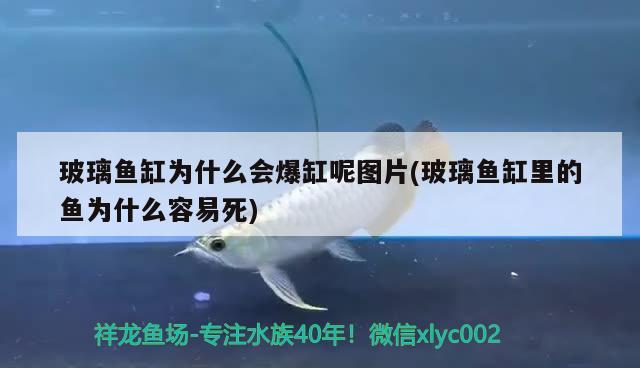 玻璃魚缸為什么會爆缸呢圖片(玻璃魚缸里的魚為什么容易死)