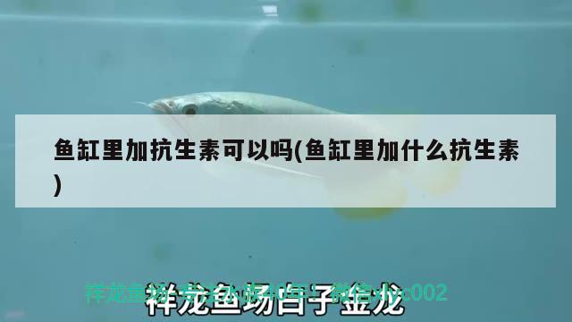 魚缸里加抗生素可以嗎(魚缸里加什么抗生素)