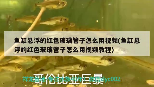 魚缸懸浮的紅色玻璃管子怎么用視頻(魚缸懸浮的紅色玻璃管子怎么用視頻教程) 蝴蝶鯉魚苗