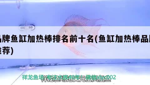 品牌魚缸加熱棒排名前十名(魚缸加熱棒品牌推薦) 黃金夢幻雷龍魚