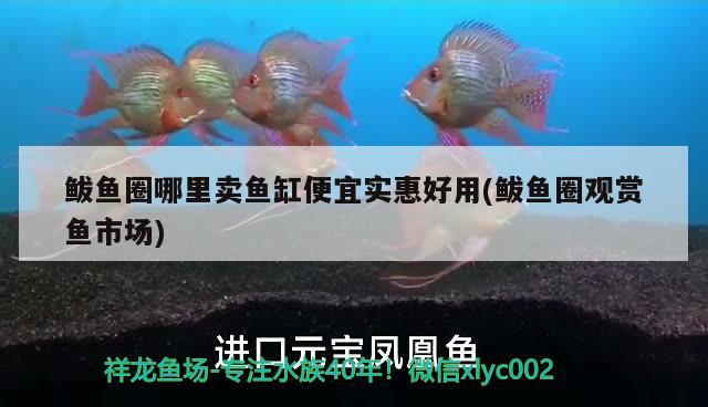 鲅魚圈哪里賣魚缸便宜實(shí)惠好用(鲅魚圈觀賞魚市場)