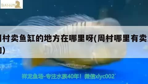 周村賣魚缸的地方在哪里呀(周村哪里有賣魚的)