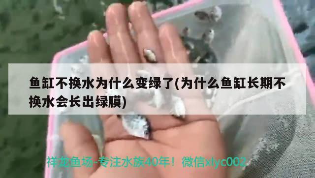 魚缸不換水為什么變綠了(為什么魚缸長期不換水會長出綠膜)