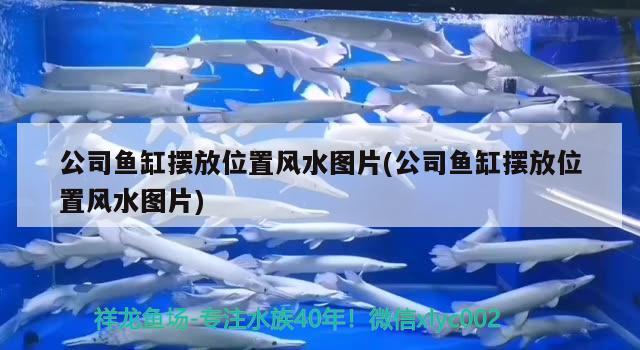 公司魚缸擺放位置風(fēng)水圖片(公司魚缸擺放位置風(fēng)水圖片) 魚缸風(fēng)水