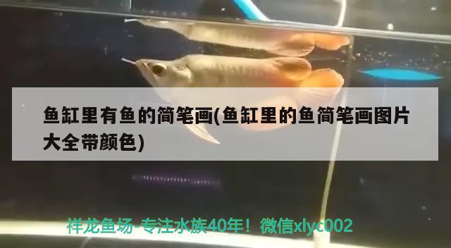 魚缸里有魚的簡筆畫(魚缸里的魚簡筆畫圖片大全帶顏色) 一眉道人魚苗