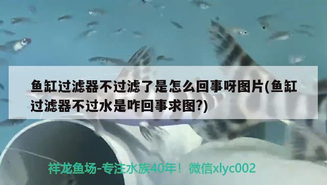 魚缸過濾器不過濾了是怎么回事呀圖片(魚缸過濾器不過水是咋回事求圖?) 黃金達(dá)摩魚