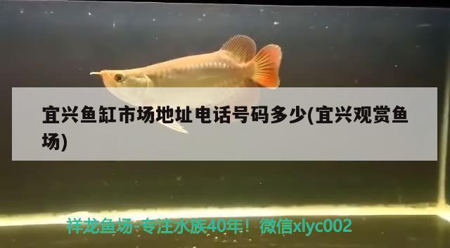 宜興魚缸市場地址電話號碼多少(宜興觀賞魚場)