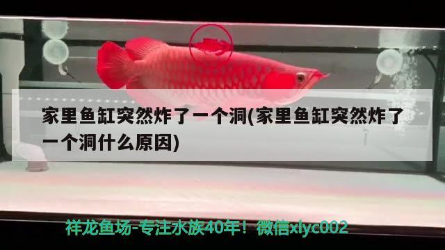 家里魚缸突然炸了一個洞(家里魚缸突然炸了一個洞什么原因)