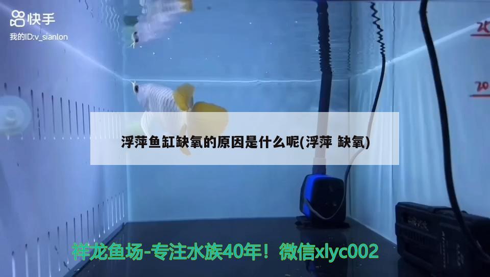 浮萍魚缸缺氧的原因是什么呢(浮萍缺氧) 白子銀版魚