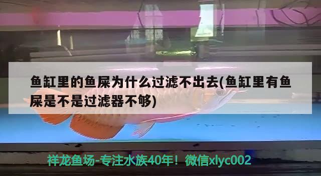 魚缸里的魚屎為什么過濾不出去(魚缸里有魚屎是不是過濾器不夠) 觀賞魚水族批發(fā)市場