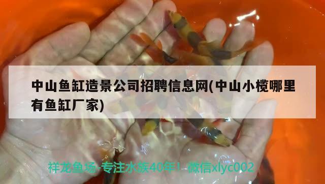 中山魚缸造景公司招聘信息網(wǎng)(中山小欖哪里有魚缸廠家) 白條過背金龍魚