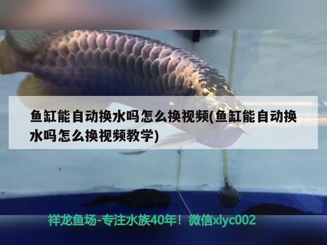 魚缸能自動(dòng)換水嗎怎么換視頻(魚缸能自動(dòng)換水嗎怎么換視頻教學(xué))