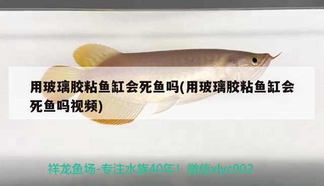 用玻璃膠粘魚缸會(huì)死魚嗎(用玻璃膠粘魚缸會(huì)死魚嗎視頻)