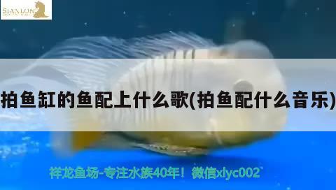 拍魚(yú)缸的魚(yú)配上什么歌(拍魚(yú)配什么音樂(lè))