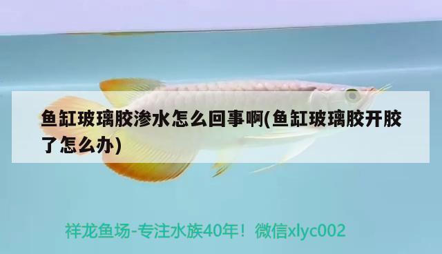 魚缸玻璃膠滲水怎么回事啊(魚缸玻璃膠開膠了怎么辦)