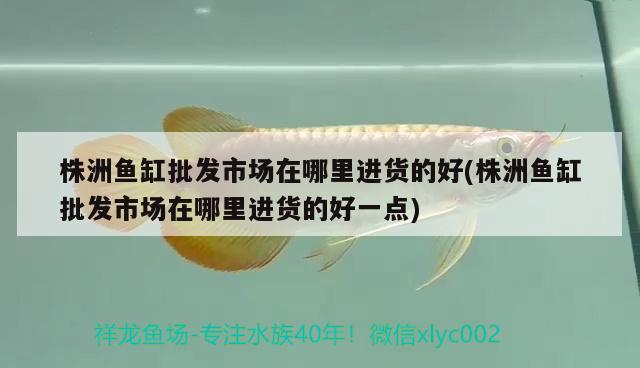 株洲魚(yú)缸批發(fā)市場(chǎng)在哪里進(jìn)貨的好(株洲魚(yú)缸批發(fā)市場(chǎng)在哪里進(jìn)貨的好一點(diǎn))