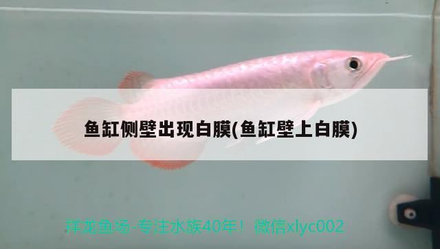 魚(yú)缸側(cè)壁出現(xiàn)白膜(魚(yú)缸壁上白膜)