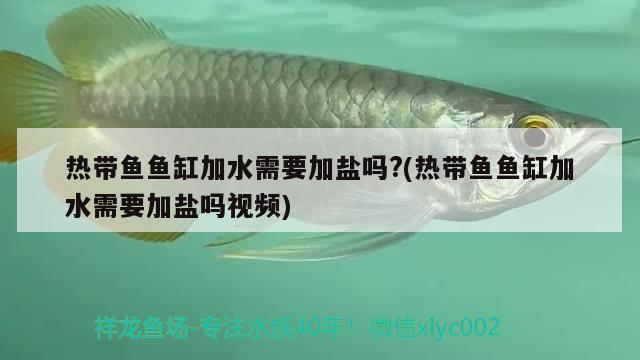 熱帶魚魚缸加水需要加鹽嗎?(熱帶魚魚缸加水需要加鹽嗎視頻)