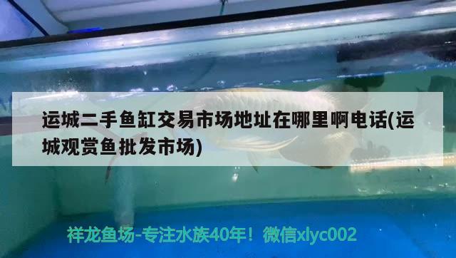 運城二手魚缸交易市場地址在哪里啊電話(運城觀賞魚批發(fā)市場) 觀賞魚批發(fā)