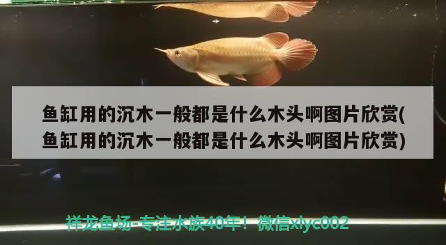 魚缸用的沉木一般都是什么木頭啊圖片欣賞(魚缸用的沉木一般都是什么木頭啊圖片欣賞) 圣菲埃及魚