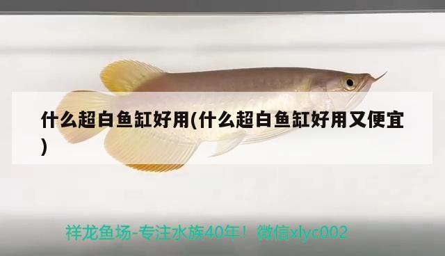 什么超白魚(yú)缸好用(什么超白魚(yú)缸好用又便宜)