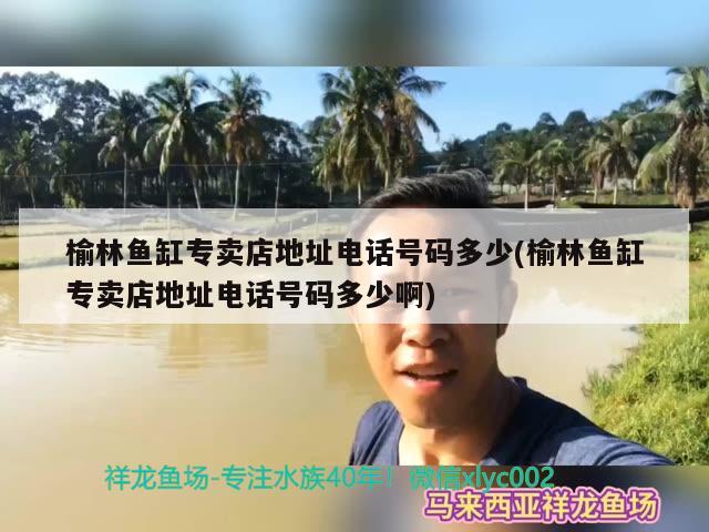 榆林魚缸專賣店地址電話號碼多少(榆林魚缸專賣店地址電話號碼多少啊) 斑馬鴨嘴魚