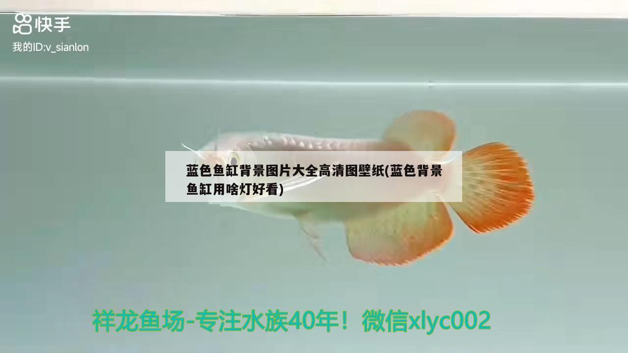 藍(lán)色魚缸背景圖片大全高清圖壁紙(藍(lán)色背景魚缸用啥燈好看)