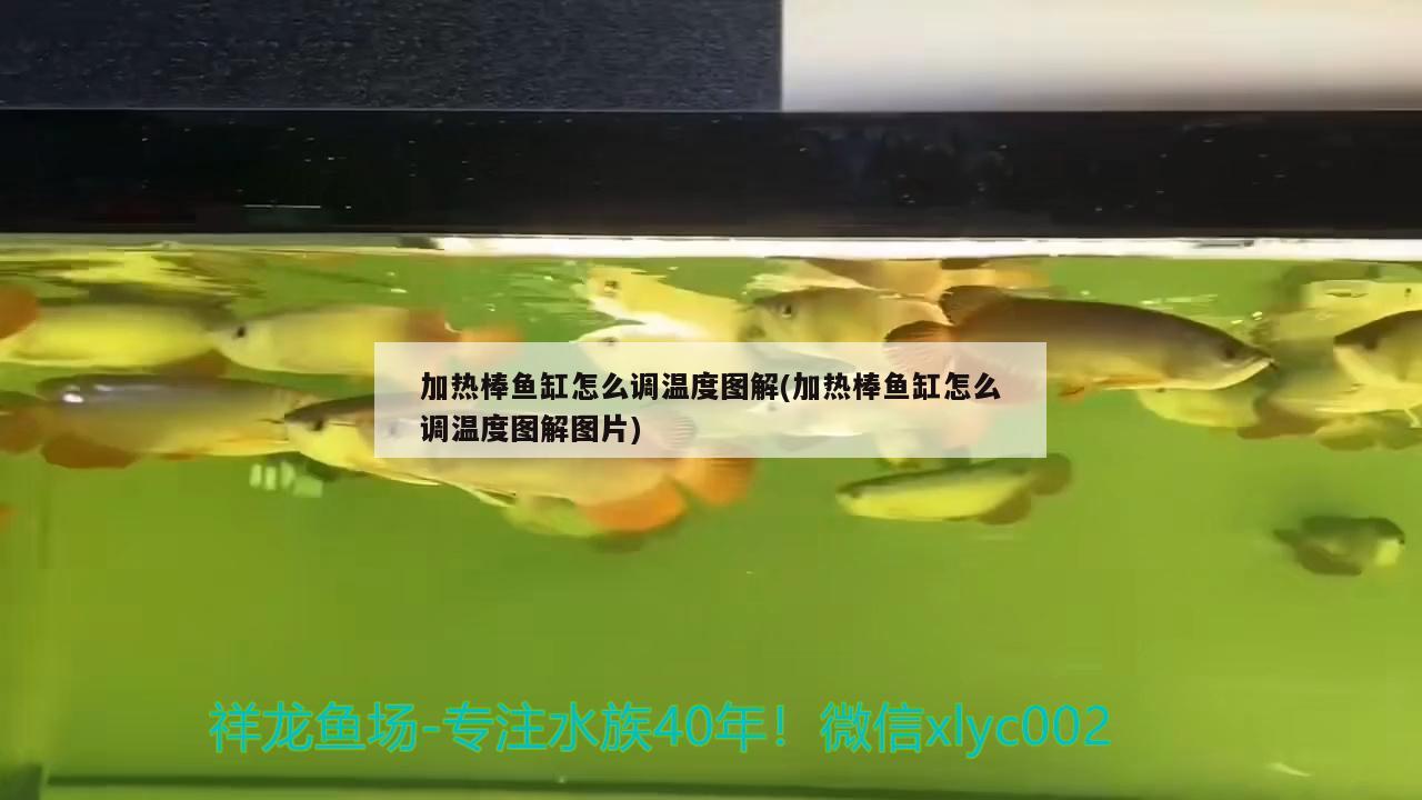 加熱棒魚缸怎么調(diào)溫度圖解(加熱棒魚缸怎么調(diào)溫度圖解圖片)