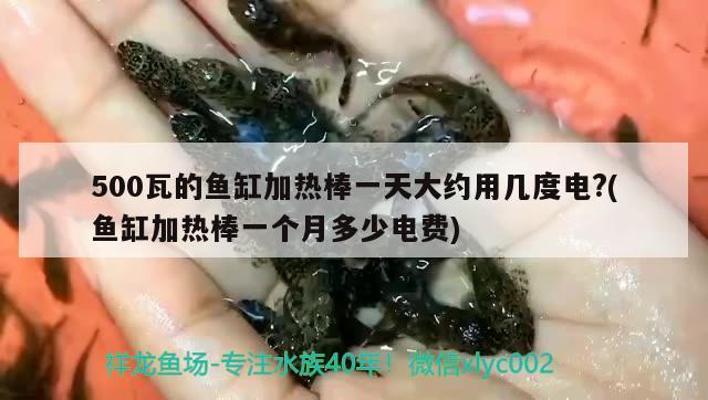 500瓦的魚缸加熱棒一天大約用幾度電?(魚缸加熱棒一個月多少電費) BD魟魚