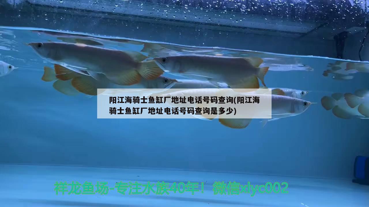 陽江海騎士魚缸廠地址電話號碼查詢(陽江海騎士魚缸廠地址電話號碼查詢是多少) 黑桃A魚