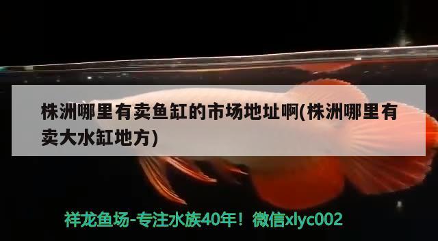 株洲哪里有賣魚缸的市場地址啊(株洲哪里有賣大水缸地方) 龍魚百科