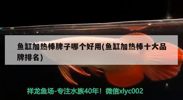 魚缸加熱棒牌子哪個(gè)好用(魚缸加熱棒十大品牌排名) 野生地圖魚