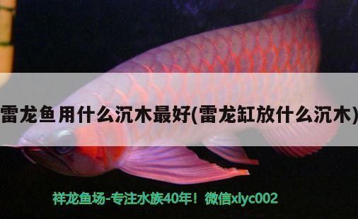 雷龍魚用什么沉木最好(雷龍缸放什么沉木) 白子銀龍苗（黃化銀龍苗）