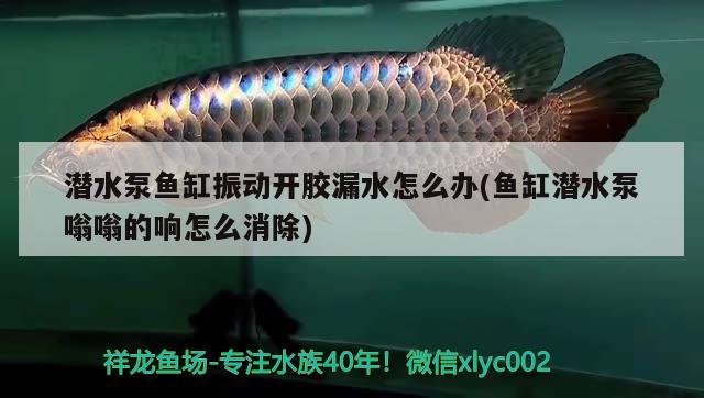 潛水泵魚缸振動開膠漏水怎么辦(魚缸潛水泵嗡嗡的響怎么消除)