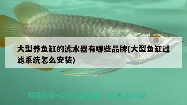 大型養(yǎng)魚缸的濾水器有哪些品牌(大型魚缸過濾系統(tǒng)怎么安裝)