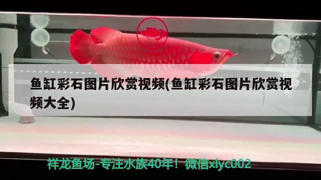 魚缸彩石圖片欣賞視頻(魚缸彩石圖片欣賞視頻大全) 其它水族用具設(shè)備