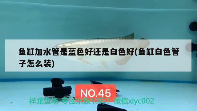 魚(yú)缸加水管是藍(lán)色好還是白色好(魚(yú)缸白色管子怎么裝) 泰龐海蓮魚(yú)