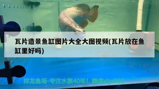 瓦片造景魚缸圖片大全大圖視頻(瓦片放在魚缸里好嗎)