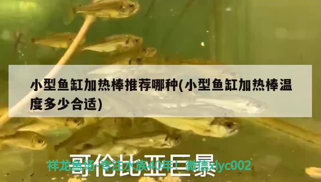 小型魚缸加熱棒推薦哪種(小型魚缸加熱棒溫度多少合適) 泰國虎魚