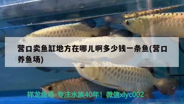 營口賣魚缸地方在哪兒啊多少錢一條魚(營口養(yǎng)魚場)