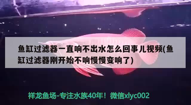 魚缸過濾器一直響不出水怎么回事兒視頻(魚缸過濾器剛開始不響慢慢變響了) 紅魔王銀版魚 第2張