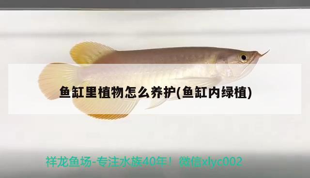 魚缸里植物怎么養(yǎng)護(魚缸內綠植)