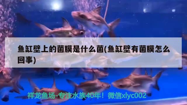 魚缸壁上的菌膜是什么菌(魚缸壁有菌膜怎么回事) 豬鼻龜