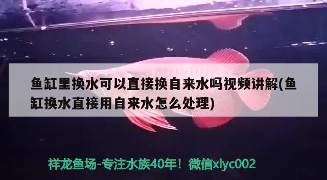 魚缸里換水可以直接換自來水嗎視頻講解(魚缸換水直接用自來水怎么處理)