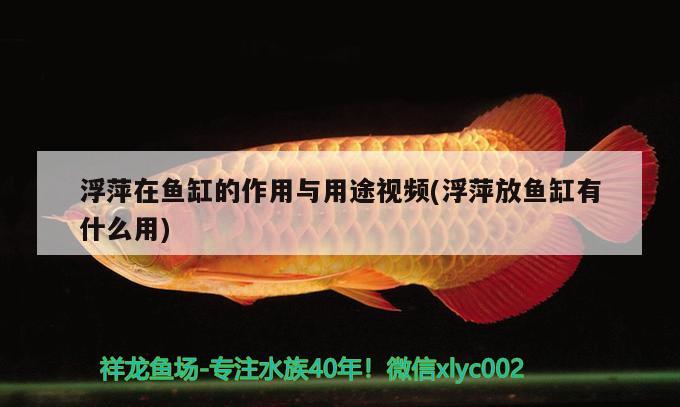 浮萍在魚缸的作用與用途視頻(浮萍放魚缸有什么用) 巨骨舌魚