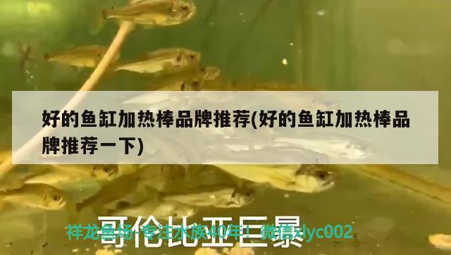 好的魚(yú)缸加熱棒品牌推薦(好的魚(yú)缸加熱棒品牌推薦一下) 養(yǎng)魚(yú)知識(shí)